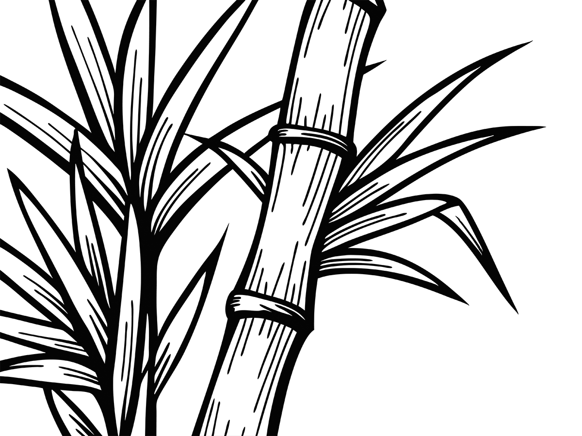 Arundo_donax01